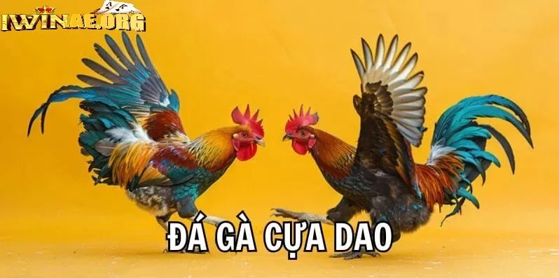 Hình thức chọi gà phổ biến và đẳng cấp