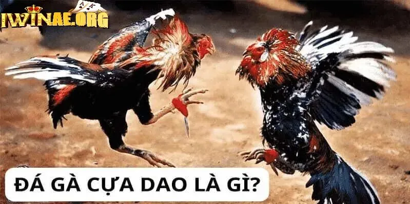 Thời gian chiến đấu một trận Đá Gà Cựa Dao Iwin