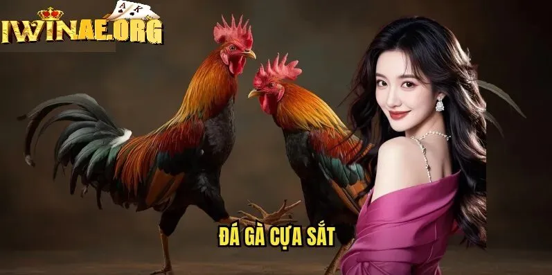 Đá Gà Cựa Sắt Iwin