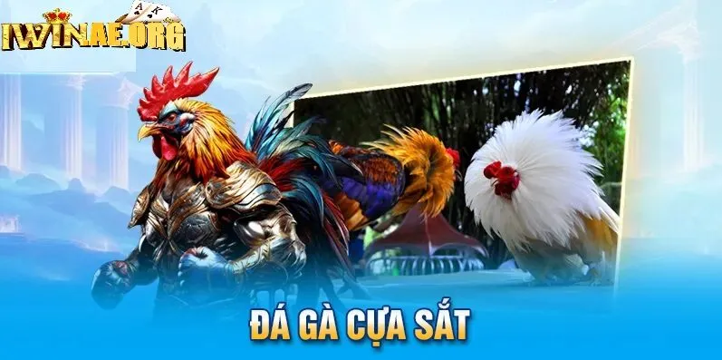 Thành công của kênh đá gà cực sắt Iwin